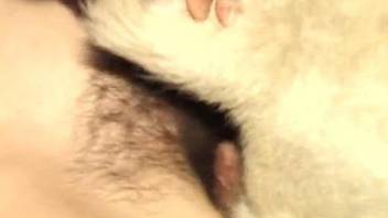 Hairy cunt hoe getting pounded by a white dog