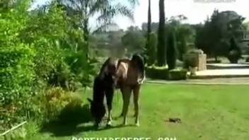 Chestnut stallion screwing a brunette Latina bombshell