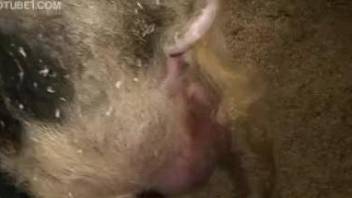Close-up porn video with a sexy zoophile and a pig
