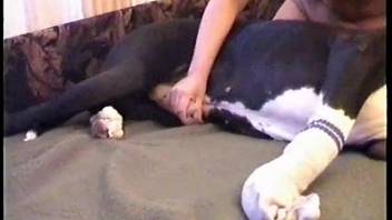 Dark-haired lady with an attractive pussy mounts a canine's penis
