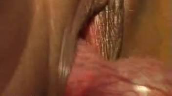 Attractive lady experiments with the large canine penis over several sessions