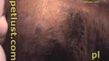 Plump farmer pounding a mare's dripping cunt
