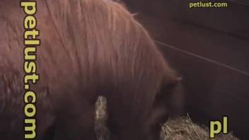 男人操他那匹小馬然後射在裡面