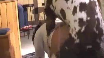 Dalmatian drilling a bitch's tight pussy from behind